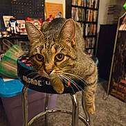 Clara is registered to the contest to win money with this photo: animal, arcade, carpet, cat, collection, curious, dvd, ears, eyes, face, furniture, home, indoor, paw, pet, relaxed, shelf, stool, tabby_cat, whiskers