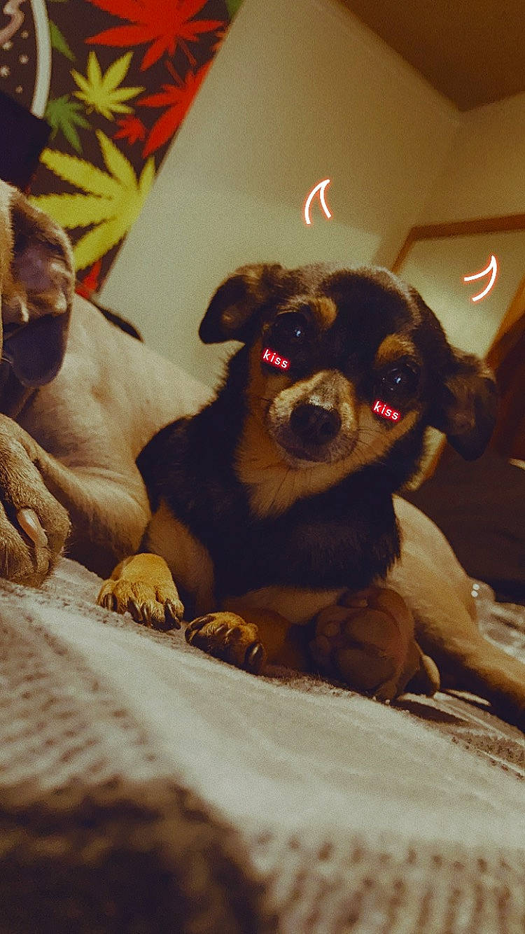 Itty Bitty is registered to the contest to win money with this photo: ball, canidae, carnivore, comfort, companion_dog, couch, dog, dog_breed, dog_supply, fawn, fur, non_sporting_group, paw, puggle, snout, sporting_group, toy_dog, whiskers, wood, working_animal