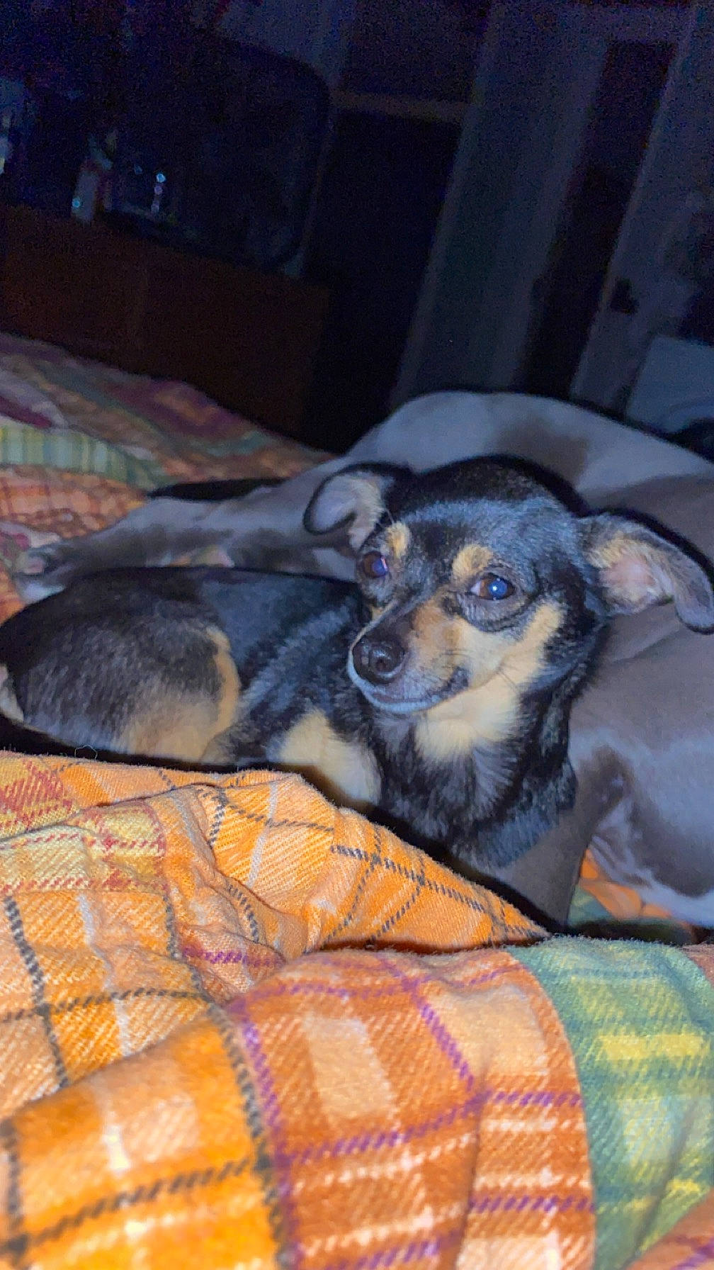 Itty Bitty joined the competition — help win amazing prizes! canidae, carnivore, comfort, companion_dog, dog, dog_breed, ear, fawn, fur, pattern, paw, plaid, puppy, snout, sporting_group, terrestrial_animal, terrier, toy_dog, whiskers, working_dog