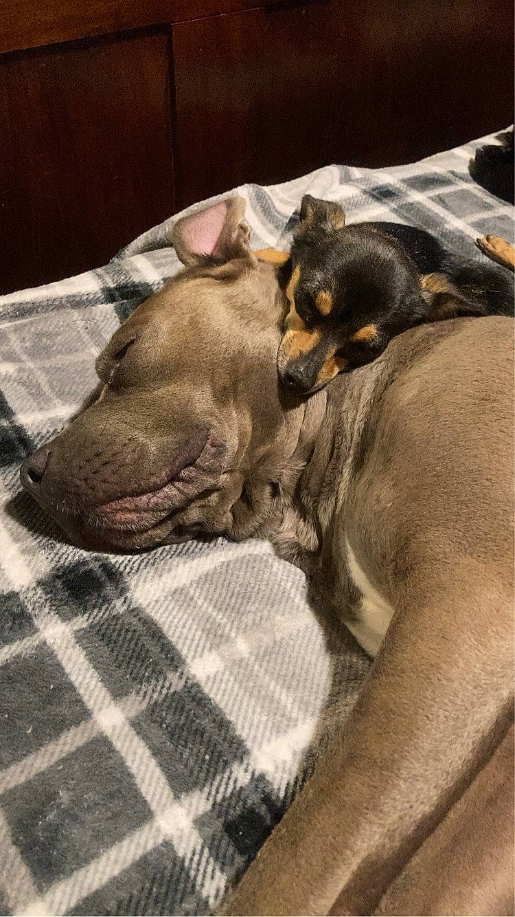 Itty Bitty joined the competition — help win amazing prizes! canidae, carnivore, comfort, companion_dog, dobermann, dog, dog_breed, dog_supply, fawn, grey, linens, liver, pattern, plaid, snout, sporting_group, tartan, toy_dog, whiskers, working_animal