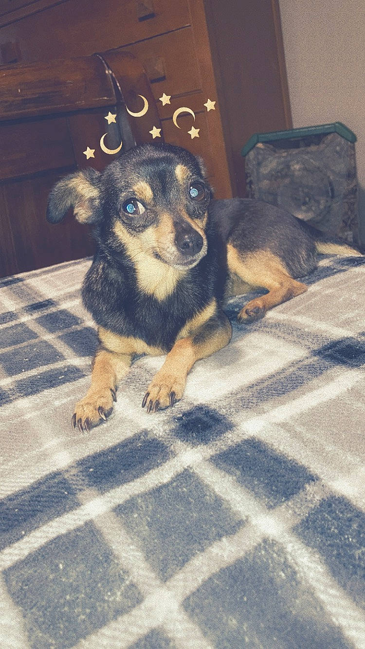 Itty Bitty is registered to the contest to win money with this photo: canidae, carnivore, companion_dog, dog, dog_breed, fawn, flooring, fur, guard_dog, paw, snout, sporting_group, terrestrial_animal, toy_dog, working_dog