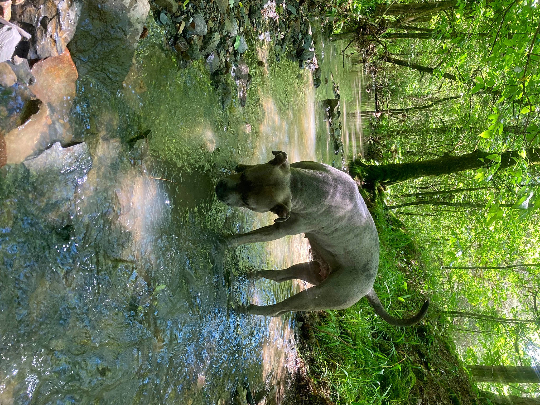 Daysha joined the competition — help win amazing prizes! canidae, carnivore, companion_dog, dog, dog_breed, fawn, forest, grass, natural_landscape, people_in_nature, plant, sporting_group, tail, tree, trunk, water, wildlife, wood, woodland, working_animal