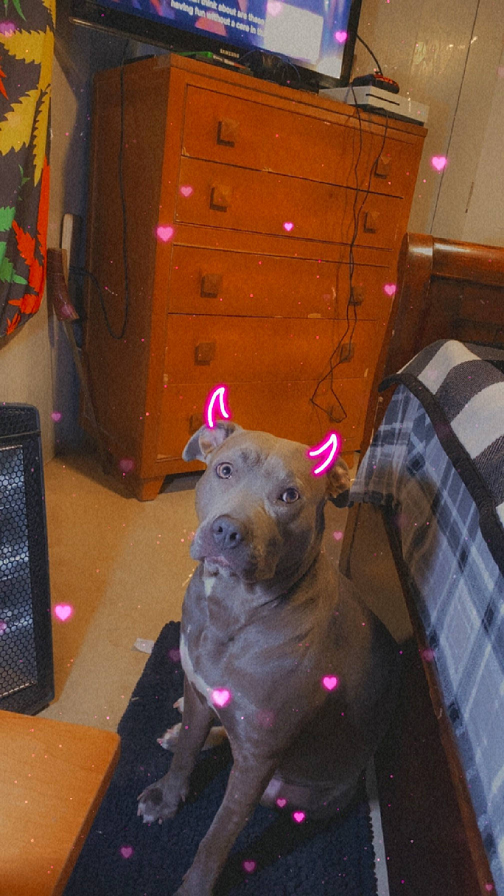 Daysha is registered to the contest to win money with this photo: cabinetry, carnivore, chest, chest_of_drawers, companion_dog, cupboard, dog, dog_breed, drawer, dresser, fawn, felidae, hardwood, light, party_hat, plaid, sporting_group, tartan, wood, working_animal