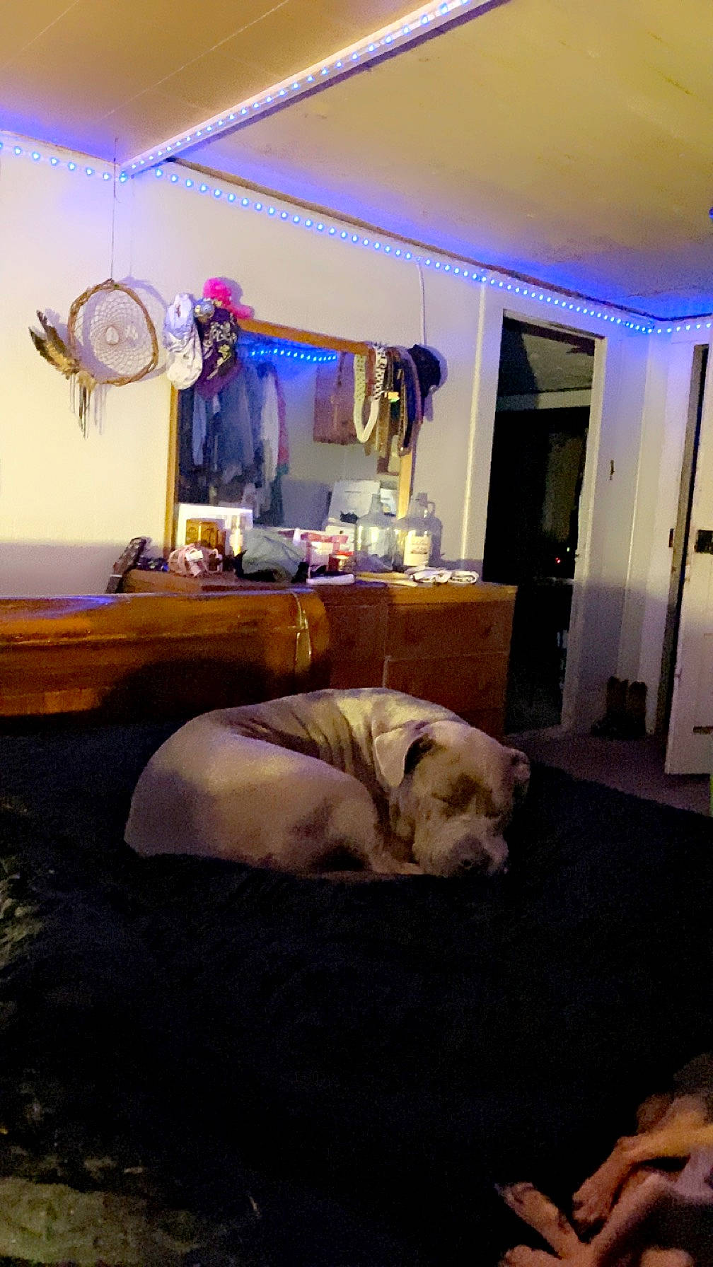 Daysha joined the competition — help win amazing prizes! bedding, bedroom, carnivore, comfort, companion_dog, curtain, decoration, dog, dog_breed, door, event, flooring, fur, hardwood, lighting, linens, purple, room, sporting_group, wood