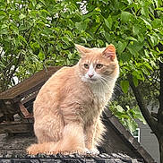 Oscar joined the competition — help win amazing prizes! animal, cat, daylight, feline, greenery, leaves, looking_away, nature, orange_cat, outdoor, peaceful, pet, quiet, rustic, sitting, spikes, tire, tree, white_cat, wood