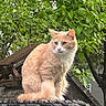 animal, cat, daylight, feline, greenery, leaves, looking_away, nature, orange_cat, outdoor, peaceful, pet, quiet, rustic, sitting, spikes, tire, tree, white_cat, wood