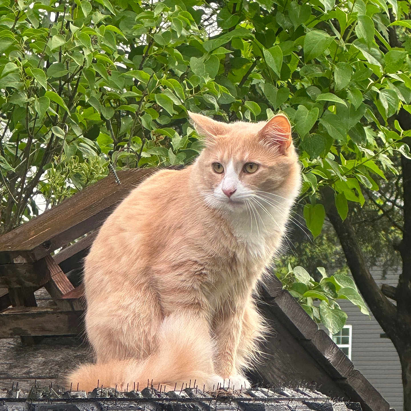 Oscar