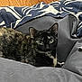 Mocha joined the competition — help win amazing prizes! animal, blanket, cat, comfort, cozy, curious, cushion, domestic_cat, feline, fur, green_eyes, home, indoor, looking, pet, relaxed, resting, soft_texture, tortoiseshell_cat, wood_floor