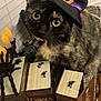 black, books, candles, cat, costume, curious, decorations, fake_spider, green_eyes, halloween, holiday, indoor, orange, pet, potion_bottles, spooky, table, tortoiseshell_cat, window_blinds, witch_hat