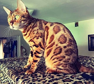 Bell is registered to the contest to win money with this photo: big_cats, carnivore, cat, claw, comfort, domestic_short_haired_cat, eye, fawn, felidae, fur, paw, picture_frame, sitting, small_to_medium_sized_cats, snout, tail, terrestrial_animal, whiskers, wildlife, wood