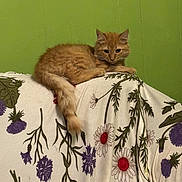 Mitten is registered to the contest to win money with this photo: cat, orange_cat, fluffy, animal, pet, indoor, furniture, fabric, floral_pattern, green_wall, relaxed, curious, tail, lying_down, domestic_cat, cute, whiskers, ears, feline, resting