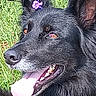 dog, black_dog, tongue_out, flower, purple_flower, grass, outdoor, pet, happy, canine, animal, fur, ears, nature, summer, closeup, portrait, playful, sunlight, tongue