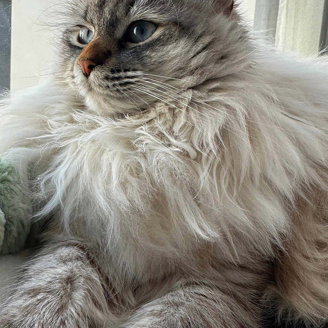 Asmar-Siwak joined the competition — help win amazing prizes! blue_eyes, cat, close_up, cozy, domestic_cat, feline, fluffy_cat, fur_texture, indoor, long_fur, mammal, nose, paws, pet, portrait, relaxed, soft_bedding, sunlight, whiskers, window