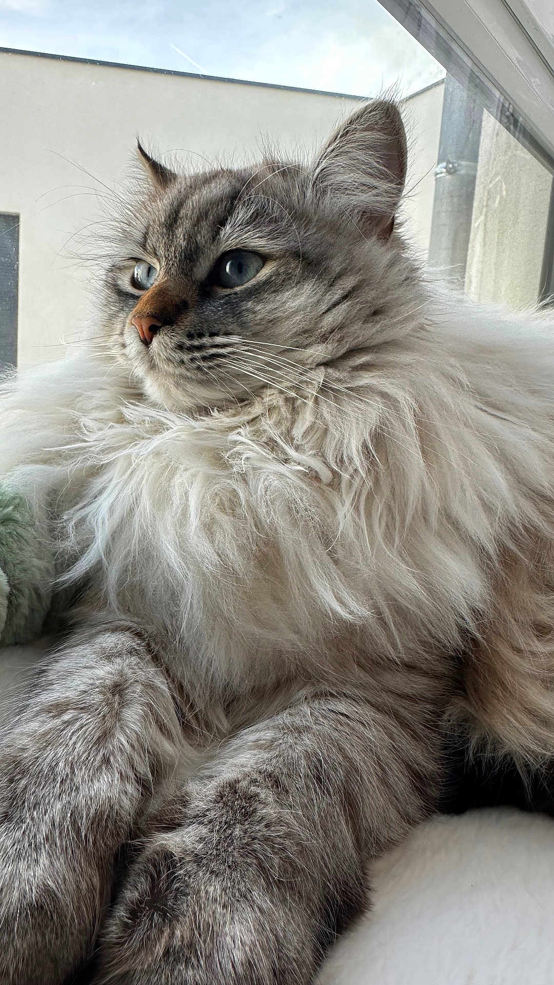 Asmar-Siwak joined the competition — help win amazing prizes! cat, fluffy_cat, long_fur, blue_eyes, whiskers, paws, window, indoor, pet, portrait, close_up, fur_texture, relaxed, domestic_cat, mammal, feline, cozy, sunlight, soft_bedding, nose