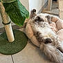 bed, cat, cat_bed, cat_tree, cozy, cute, floor, fluffy_cat, fur, home_interior, houseplant, indoor, large_leaf, paw, pet, relaxed, sisal_scratching_post, tail, tiled_floor, wall