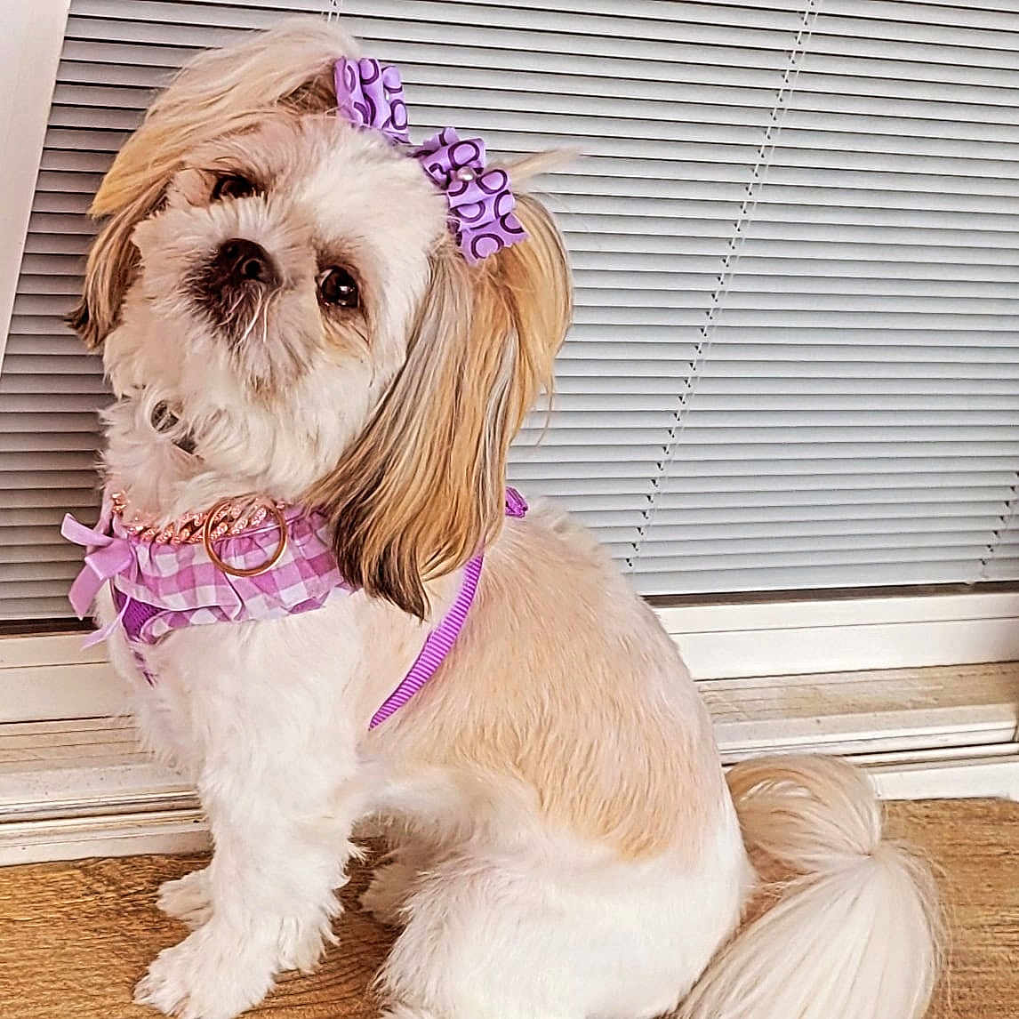 Nova is registered to the contest to win money with this photo: accessories, animal, canine, curtain, dog, dogbed, hair, hardwood, headband, homedecor, indoors, interiordesign, leash, pet, puppy, stainedwood, terrier, whitedog, windowshade, wood
