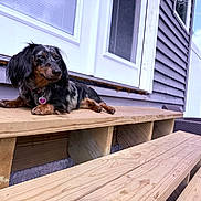Nova is registered to the contest to win money with this photo: dog, dachshund, pet, outdoor, wooden_bench, house, gray_siding, door, window, relaxed, sunny, sky, fence, collar, tag, animal, small_dog, resting, daytime, canine