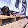 dog, dachshund, pet, outdoor, wooden_bench, house, gray_siding, door, window, relaxed, sunny, sky, fence, collar, tag, animal, small_dog, resting, daytime, canine
