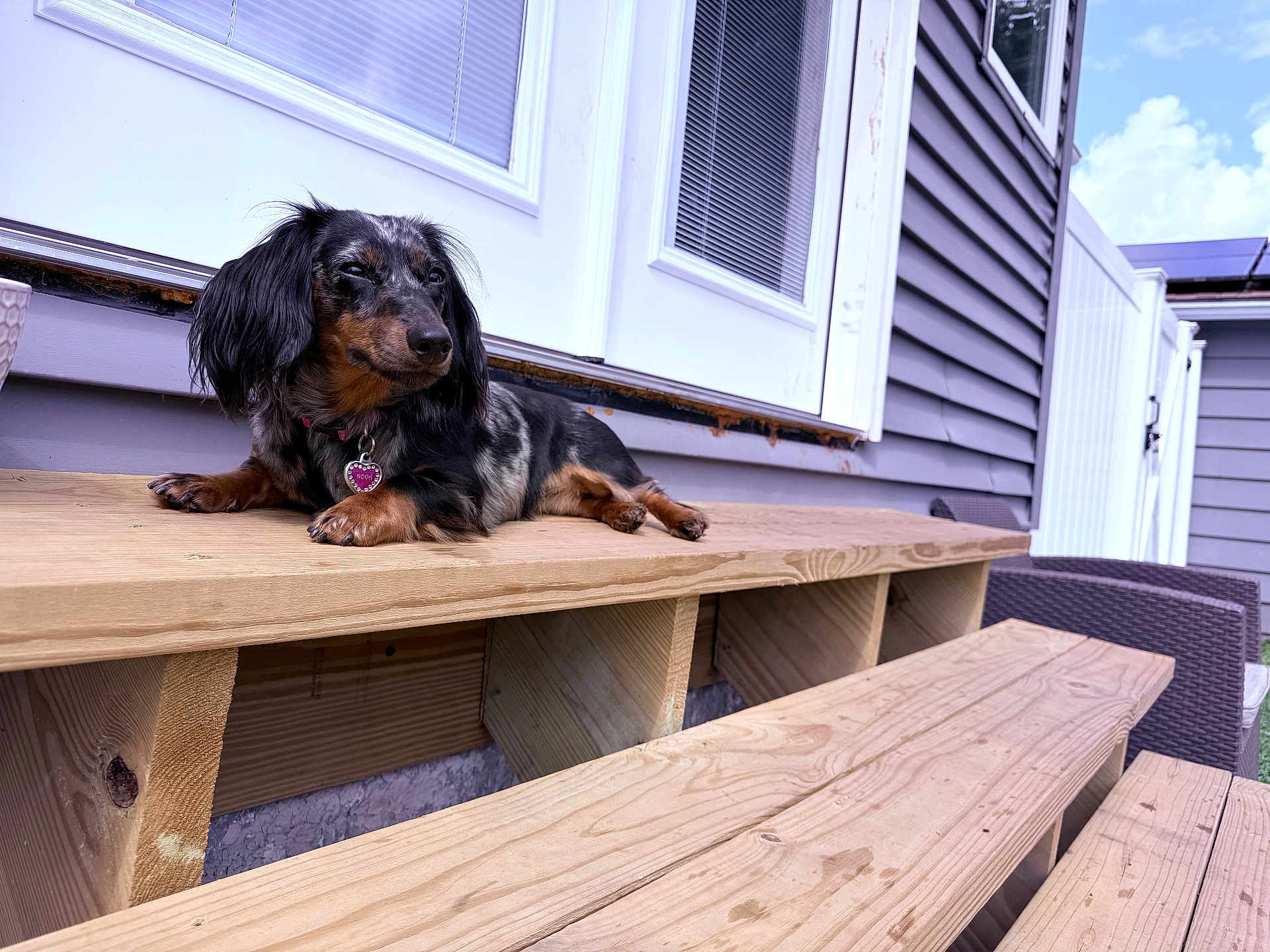 Nova is registered to the contest to win money with this photo: dog, dachshund, pet, outdoor, wooden_bench, house, gray_siding, door, window, relaxed, sunny, sky, fence, collar, tag, animal, small_dog, resting, daytime, canine