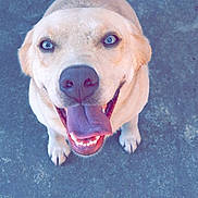 Peaches joined the competition — help win amazing prizes! dog, canine, happy, smiling, blue_eyes, tongue_out, pet, animal, outdoor, concrete, chain_link_fence, close_up, looking_up, friendly, playful, mammal, domestic_animal, tail, four_legs, ears