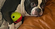 Oscar is registered to the contest to win money with this photo: dog, boston_terrier, pet, toy, ball, blanket, leather_couch, cozy, indoor, closeup, resting, cute, black_and_white, animal, mammal, relaxed, paw, face, ears, fur