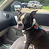 Oscar joined the competition — help win amazing prizes! dog, boston_terrier, car_interior, pet, sitting, collar, leash, vehicle_seat, window, side_mirror, parked_cars, greenery, daylight, animal, domestic_animal, looking_away, ears_up, short_hair, cute_pet, indoor