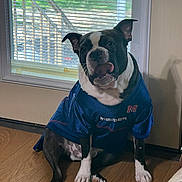 Oscar joined the competition — help win amazing prizes! dog, black_and_white, sitting, indoor, wooden_floor, window, blinds, jersey, clothing, pet, tongue_out, cute, mississippi, animal, canine, ears_up, light, shadow, wall, door