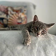 Gaia a rejoint le concours — aidez-le/la à gagner de superbes lots ! cat, tabby, gray_cat, pet, animal, indoor, relaxed, laying_down, paw, blanket, couch, furniture, close_up, portrait, cute, whiskers, ears, eyes, soft_texture, cozy