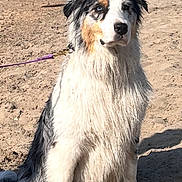 Unaia a rejoint le concours — aidez-le/la à gagner de superbes lots ! animal, beach, blue_eyes, calm, canine, coast, cute, daytime, dog, fur, leash, nature, outdoor, pet, portrait, sand, shoreline, sitting, sunny, wet_fur