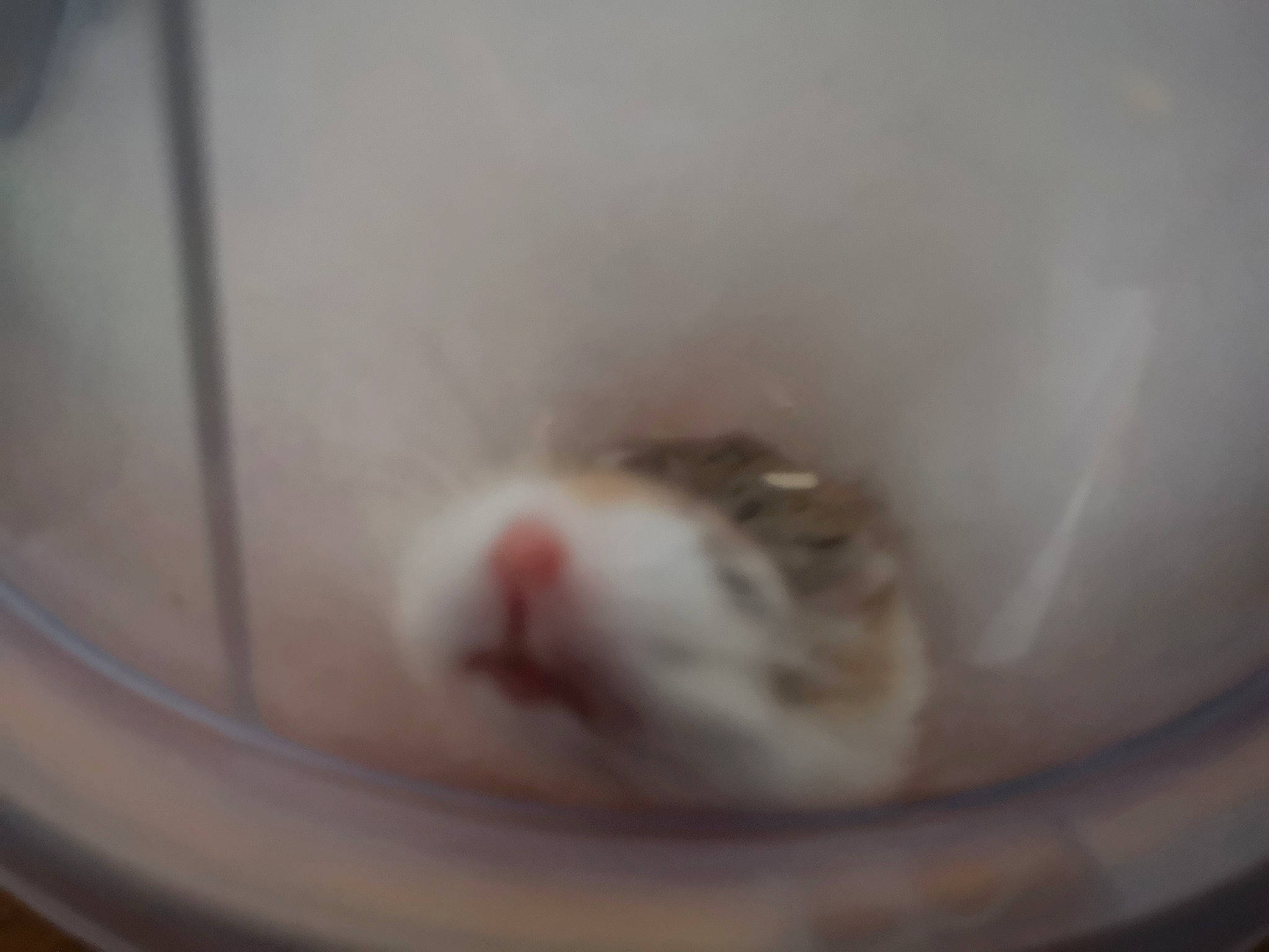 Bébé a rejoint le concours — aidez-le/la à gagner de superbes lots ! cat, chinchilla, fawn, felidae, hamster, mouse, muridae, rodent, snout, whiskers