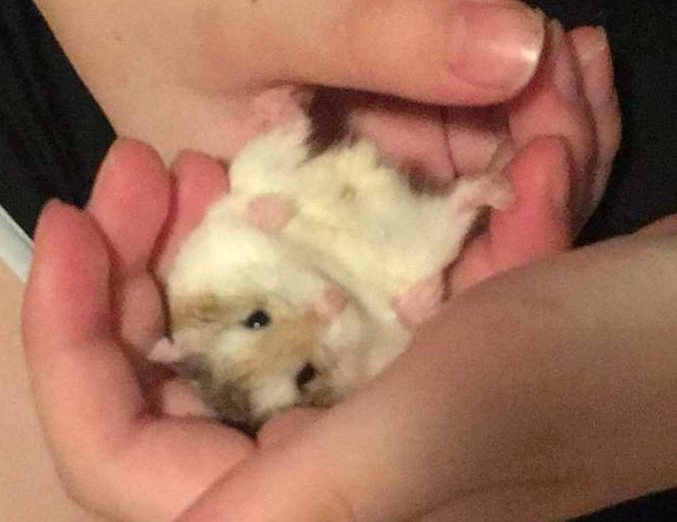 Bébé a rejoint le concours — aidez-le/la à gagner de superbes lots ! bichon, canidae, dog_breed, fur, gerbil, hamster, hand, maltese, muridae, muroidea, nail, puppy, rodent, sporting_group