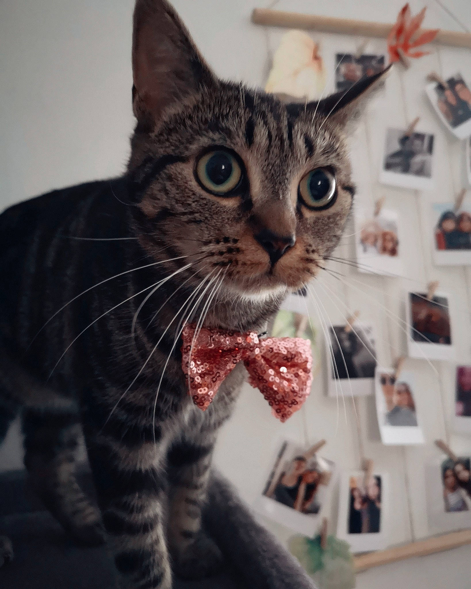 Pin Up participe au concours pour gagner de l'argent avec cette photo : carnivore, cat, claw, domestic_short_haired_cat, felidae, fur, iris, paw, picture_frame, small_to_medium_sized_cats, snout, tail, terrestrial_animal, whiskers