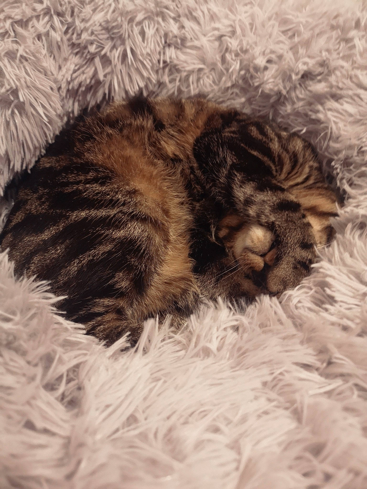 Pin Up participe au concours pour gagner de l'argent avec cette photo : art, carnivore, cat, cat_bed, claw, comfort, felidae, fur, illustration, liver, nap, natural_material, painting, paw, sleep, small_to_medium_sized_cats, snout, tail, terrestrial_animal, whiskers