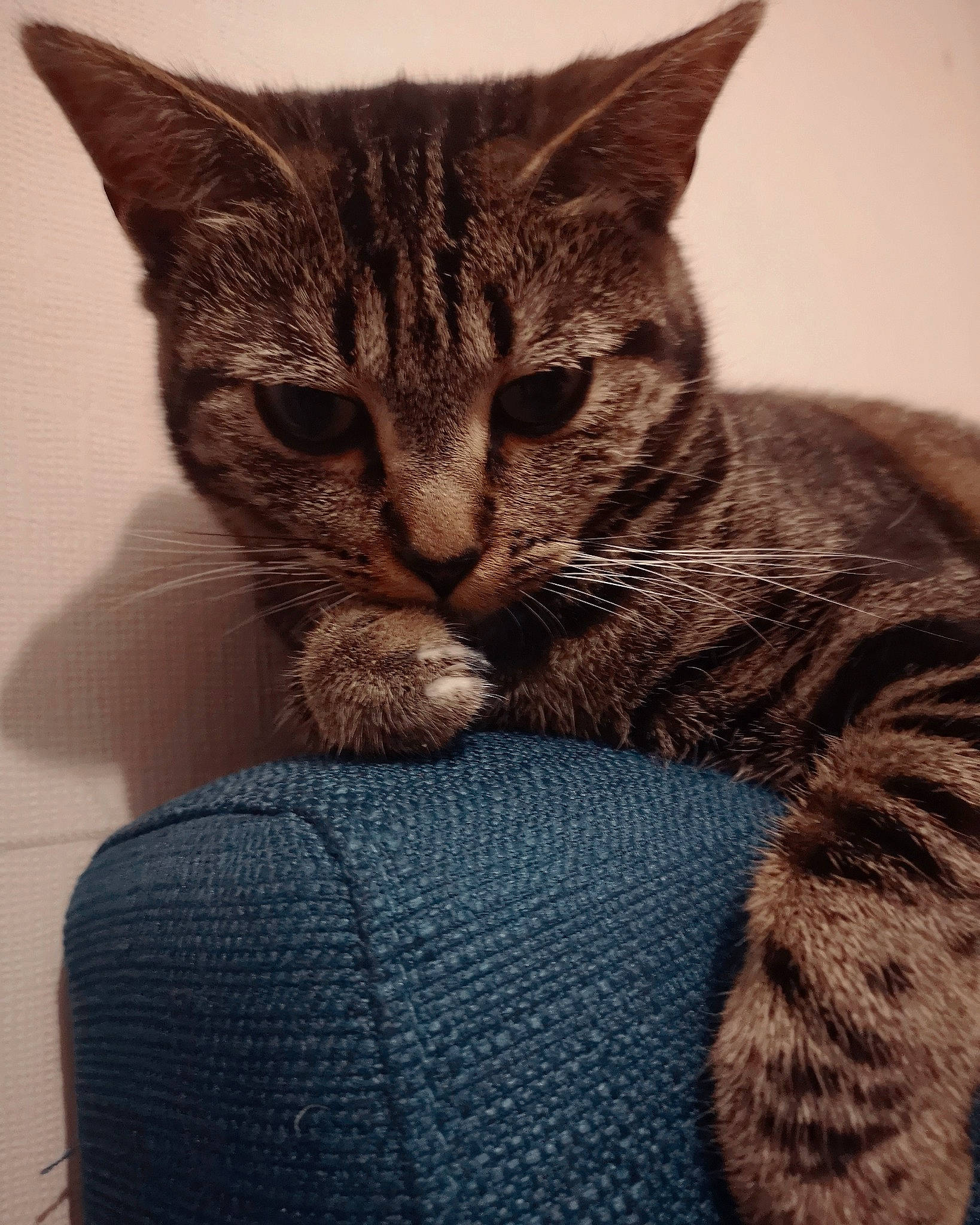 Pin Up participe au concours pour gagner de l'argent avec cette photo : american_shorthair, asian, california_spangled, carnivore, cat, domestic_short_haired_cat, dragon_li, egyptian_mau, european_shorthair, felidae, fur, kitten, mammal, ocicat, pixie_bob, small_to_medium_sized_cats, snout, tabby_cat, whiskers