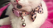 Delilah is registered to the contest to win money with this photo: animal, bell, bow_collar, cat, close_up, cozy, cute, ears, fluffy, fur, indoors, kitten, nose, pet, pink_blanket, portrait, sitting, whiskers, white_cat, wide_eyes