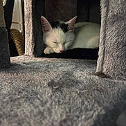Delilah joined the competition — help win amazing prizes! animal, black_fur, cat, cat_tree, closed_eyes, cozy, cute, gray, indoors, kitten, pet, portrait, relaxed, resting, scratching_post, sleeping, sleepy, soft_fabric, whiskers, white_fur