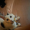 Delilah joined the competition — help win amazing prizes! animal, bell, cat, close_up, collar, couch, cozy, ears, fluffy, furniture, indoors, kitten, lying_down, orange_patches, pet, portrait, relaxed, whiskers, white_cat, wide_eyes