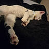 Delilah is registered to the contest to win money with this photo: animal, bed, black_and_white, blanket, cat, close_up, collar, cozy, cute, fur, indoor, kitten, low_light, lying_down, paws, pet, pink_paw_pads, relaxed, resting, sleeping