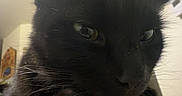 Kiki is registered to the contest to win money with this photo: adorable, animal, black_cat, black_fur, cat, close_up, couch, ears, eyes, feline, fur, furniture, home, indoors, pet, photography, portrait, serious_expression, sitting, whiskers
