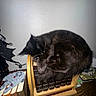 Kiki joined the competition — help win amazing prizes! animal, black_cat, bookcase, books, carpet, cat, chair, cozy, curled_up, ears, fluffy, furry, home, indoor, pet, resting, sleeping, toys, whiskers, wooden_stand