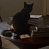 Kiki joined the competition — help win amazing prizes! animal, black_cat, books, carpet, cat, coffee_table, dark, ears, furniture, home, indoor, living_room, pet, portrait, shadow, sitting, stacked_books, tail, toy, whiskers