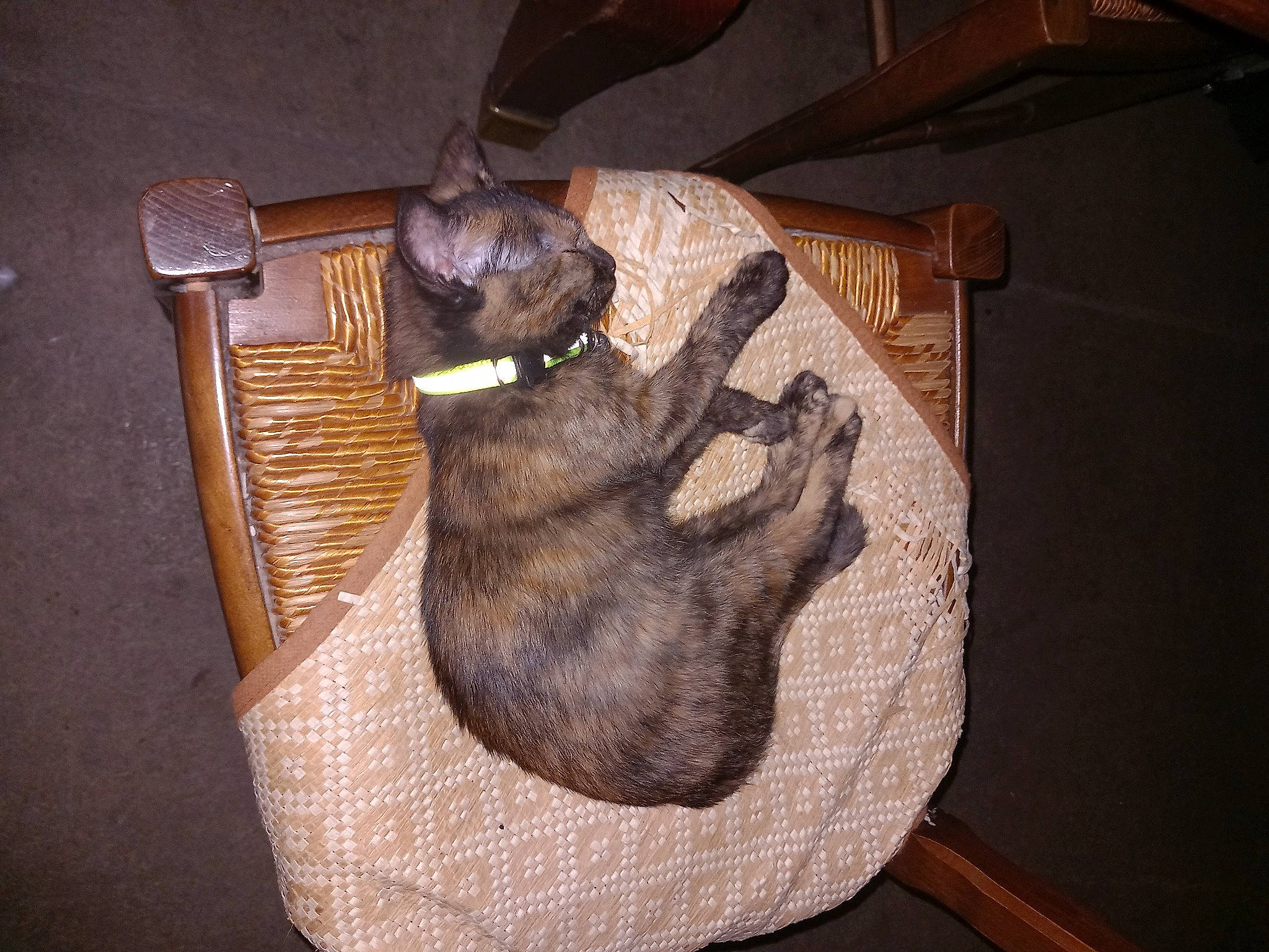 Violette a rejoint le concours — aidez-le/la à gagner de superbes lots ! black_cat, brown, carnivore, comfort, companion_dog, dog, dog_breed, domestic_short_haired_cat, fawn, felidae, fur, hardwood, liver, paw, small_to_medium_sized_cats, snout, sporting_group, tail, whiskers, wood