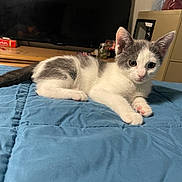 Luna joined the competition — help win amazing prizes! kitten, cat, pet, indoor, blue_blanket, quilt, gray_and_white, animal, cute, young, feline, resting, curious, bedroom, television, furniture, domestic, small, whiskers, ears