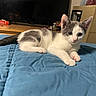 kitten, cat, pet, indoor, blue_blanket, quilt, gray_and_white, animal, cute, young, feline, resting, curious, bedroom, television, furniture, domestic, small, whiskers, ears