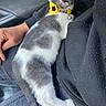 Luna joined the competition — help win amazing prizes! kitten, cat, sleeping, collar, sunflower, person, hand, jeans, black_sweatshirt, lap, fur, gray, white, car_interior, seat, relaxing, cute, pet, domestic_animal, animal