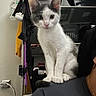 Luna is registered to the contest to win money with this photo: kitten, cat, pet, indoor, shoulder, curious, white_fur, gray_fur, person, clothing, hanger, storage, shelf, close_up, young_cat, animal, looking, cute, domestic_cat, feline