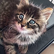 Aslan a rejoint le concours — aidez-le/la à gagner de superbes lots ! kitten, cat, animal, pet, fluffy, blue_eyes, close_up, fur, whiskers, cute, young, domestic_cat, curious, indoor, resting, face, ears, nose, paws, soft