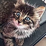kitten, cat, animal, pet, fluffy, blue_eyes, close_up, fur, whiskers, cute, young, domestic_cat, curious, indoor, resting, face, ears, nose, paws, soft
