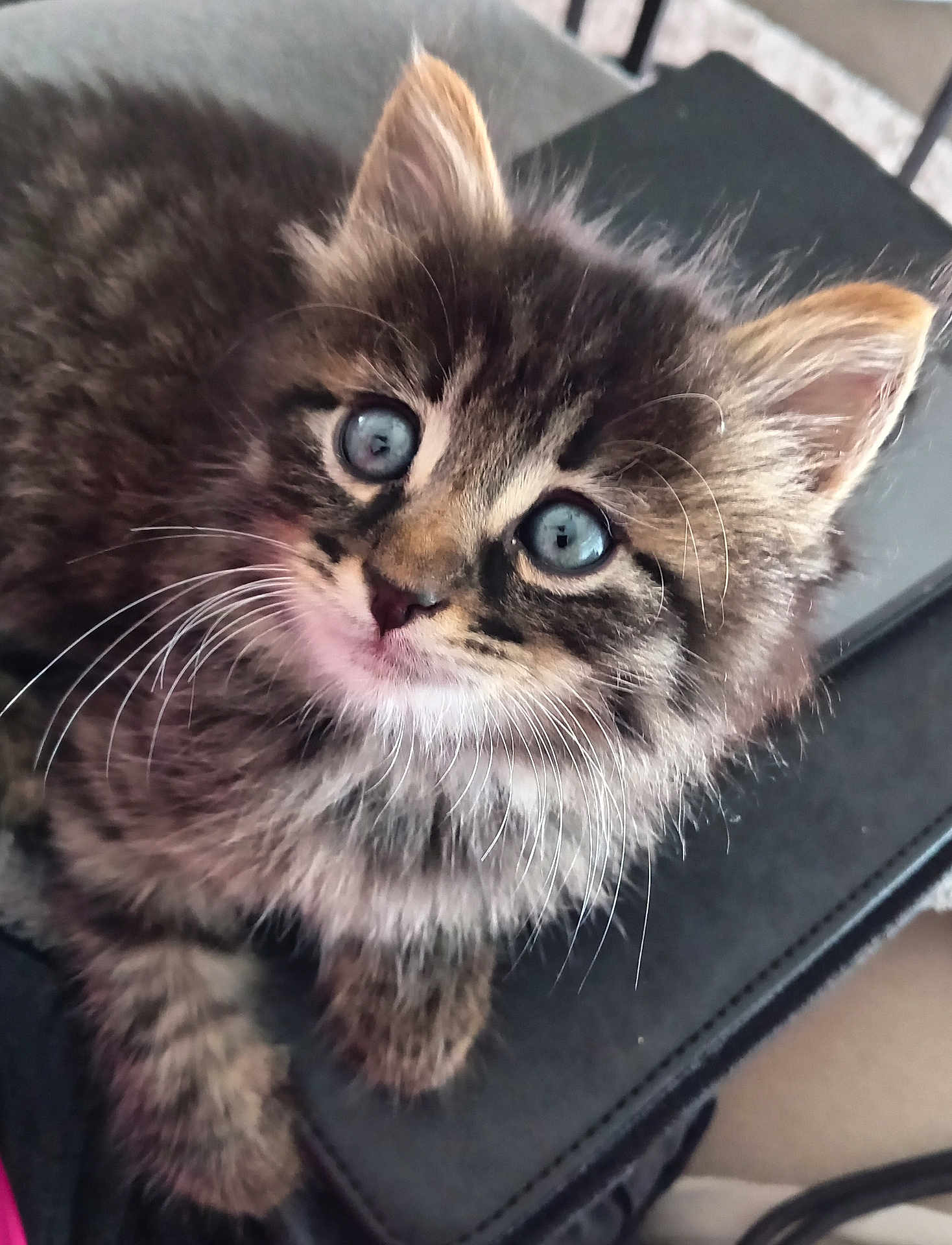 Aslan