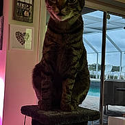 Tommy is registered to the contest to win money with this photo: cat, tabby, scratching_post, indoor, pet, furniture, window, patio, pool, chairs, curious, animal, home, floor, toy, light, pink, relaxing, cozy, domestic